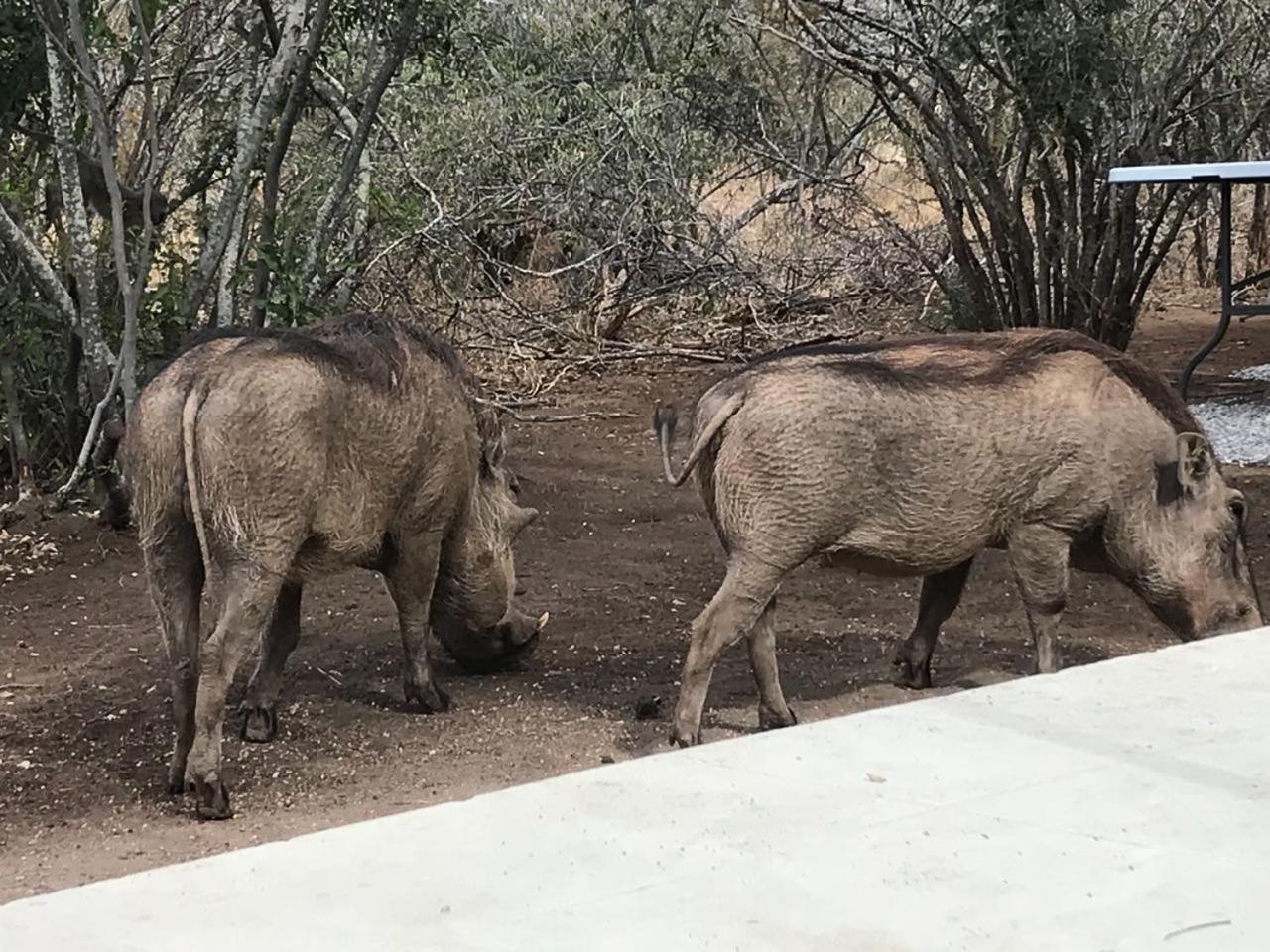 Lindiwe Safari Lodge Hoedspruit Zewnętrze zdjęcie